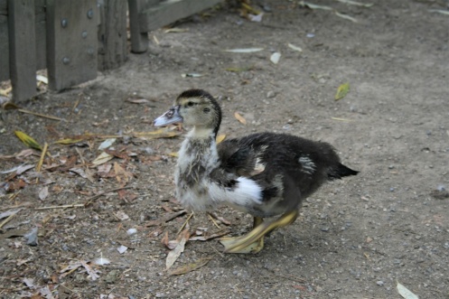 A furry duckling walks around the Ecomusee d'Alsace
