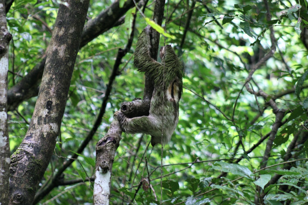 A sloth climbing a tree in Manuel Antonio National Park
