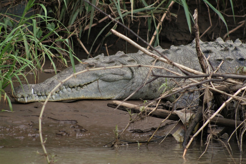 A crocodile hidden behind some branches on the Tarcoles River