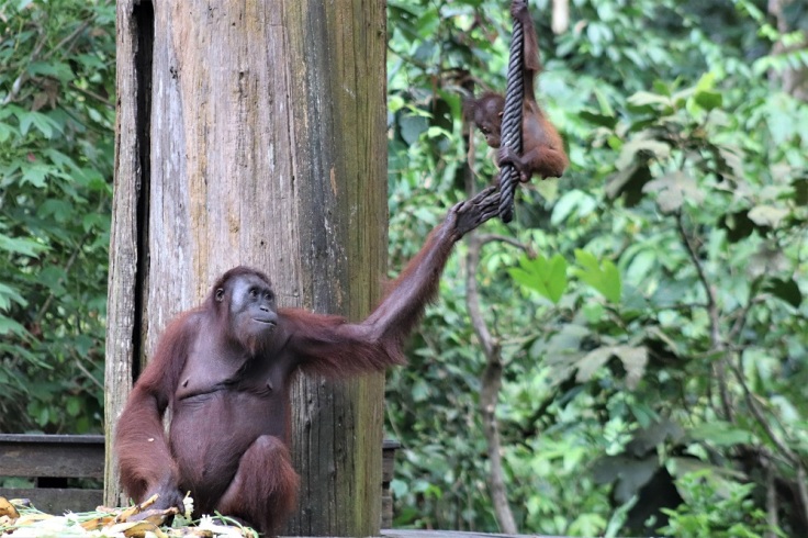 An orangutan looks up at her baby playing on a rope at the Sepilok Orangutan Rehabilitation Centre in Borneo